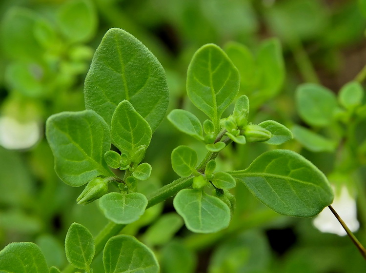 Salpichroa origanifolia - Salpicroa